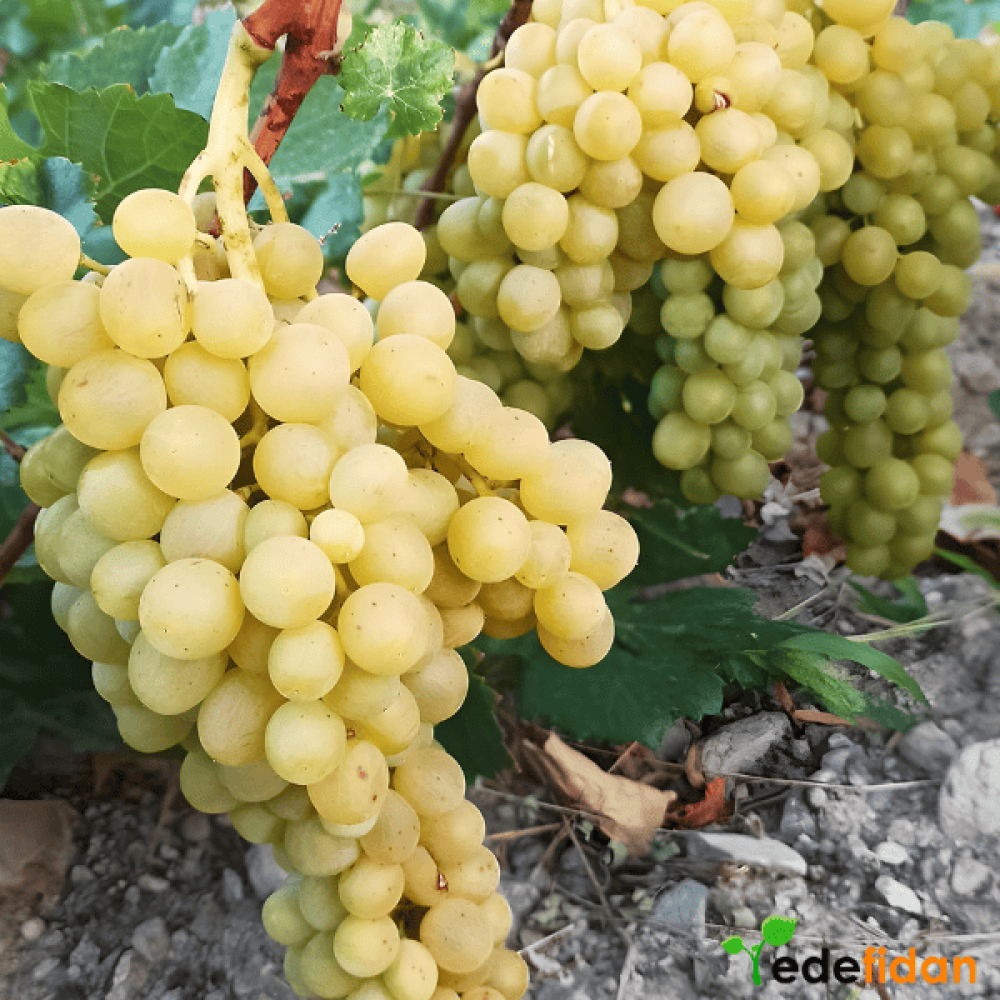 Şilfoni Üzüm Fidanı